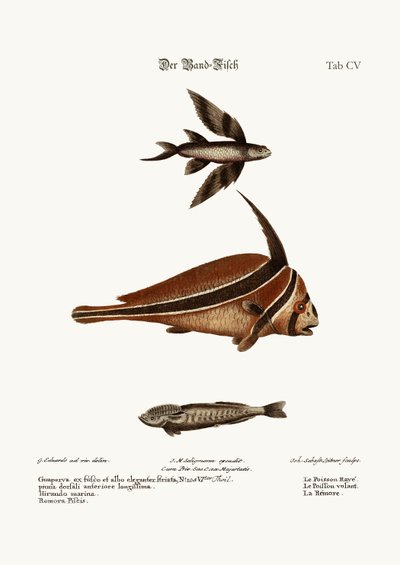 The Ribband-Fish by George Edwards